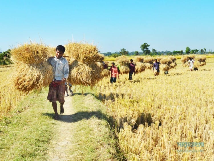 নবান্ন উৎসব (Navanna Festival)
