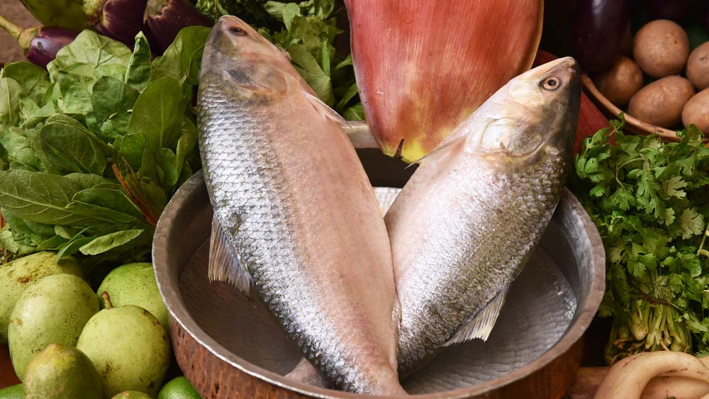 বাংলাদেশের জাতীয় মাছ ইলিশ (Hilsa Fish)