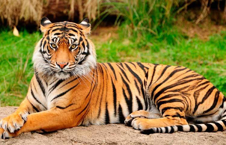 বাংলাদেশের জাতীয় পশুর নাম বাঘ (Bengal Tiger)