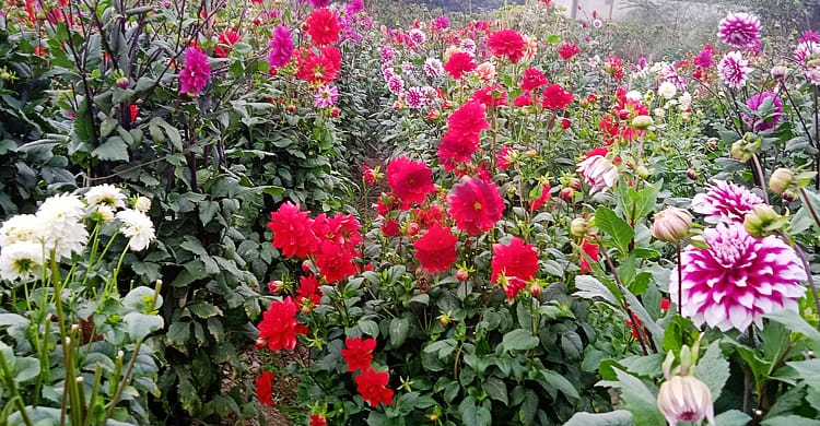 বাংলাদেশের শীতকালীন ফুল | Winter flowers of Bangladesh