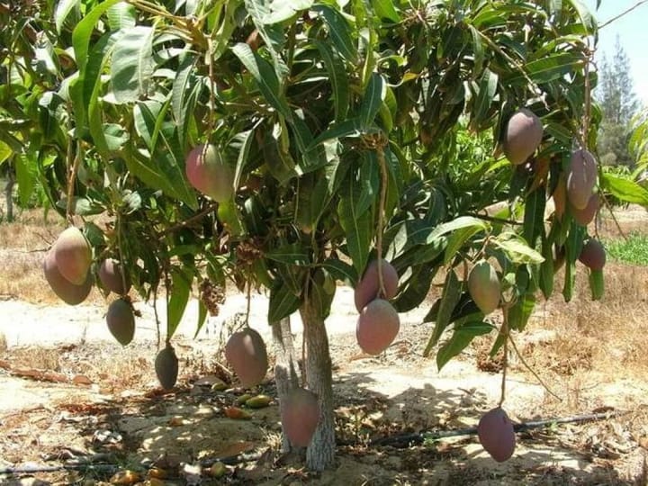 আম বাংলাদেশের জাতীয় বৃক্ষ (Mango)