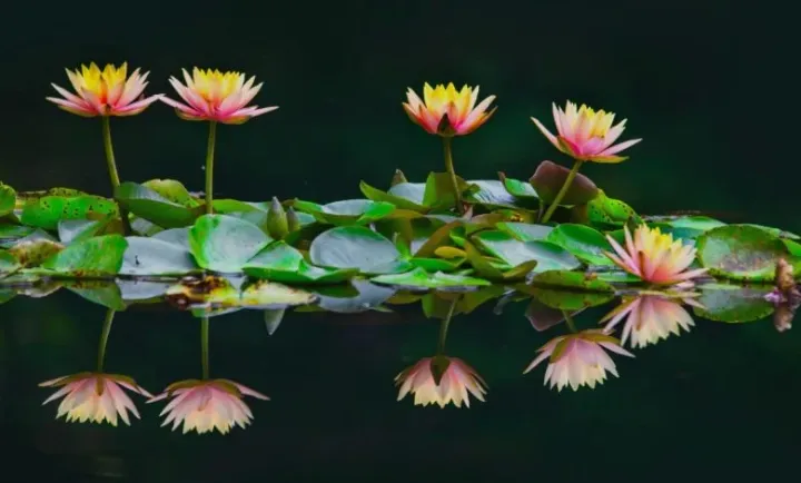বাংলাদেশের জাতীয় ফুল শাফলা (Shapla Flower)