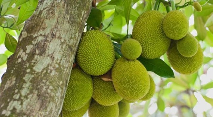 কাঠাল: বাংলাদেশের জাতীয় ফল  (Jackfruit)