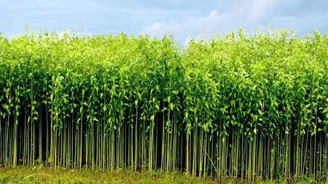 āĻĒāĻžāĻ (Jute) āϏā§āύāĻžāϞāĻŋ āĻāĻāĻļ (Golden Scales)
