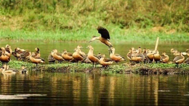বাংলাদেশে শীতের অতিথি পাখি (Winter Guest Bird in Bangladesh)
