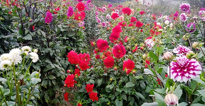 বাংলাদেশের শীতকালীন ফুল | Winter flowers of Bangladesh