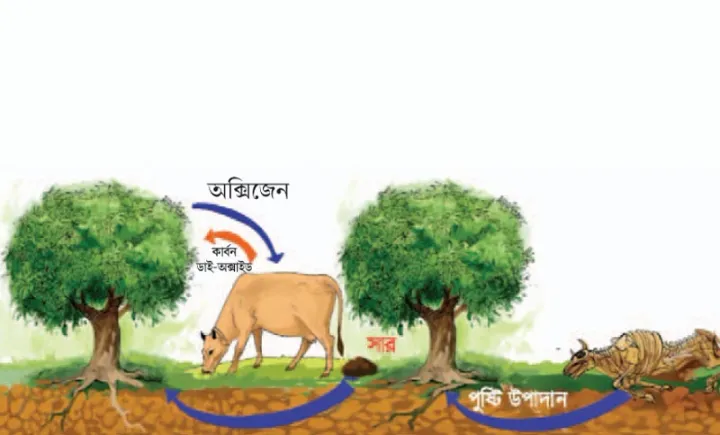 উদ্ভিদ ও প্রাণী জগৎ (Flora & Fauna)