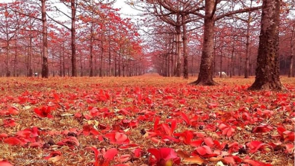 ঋতুরাজ বসন্তে বাংলার প্রকৃতি (Nature of Bengal in Rituraj Basant)