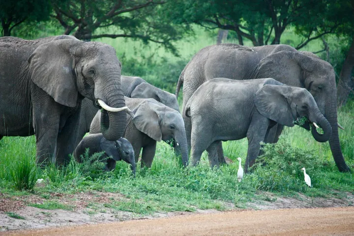বিশ্ব হাতি দিবস (World Elephant Day)