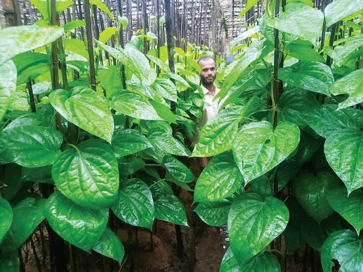মহেশখালীতে পানের অপার সম্ভাবনা (Betel Leaves of Maheshkhali)